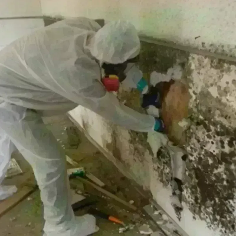 Mold Remediation and Removal in Woodburn, OR